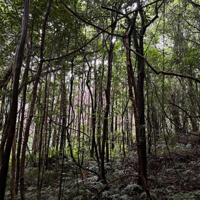 KOUDANSHA – Phot album of Japanese actor in Yakushima